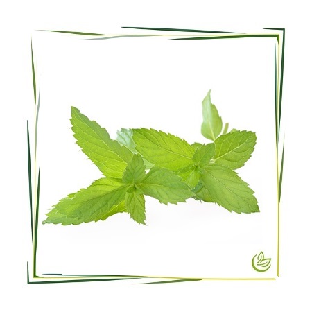 Hydrolat Pfefferminz BIO